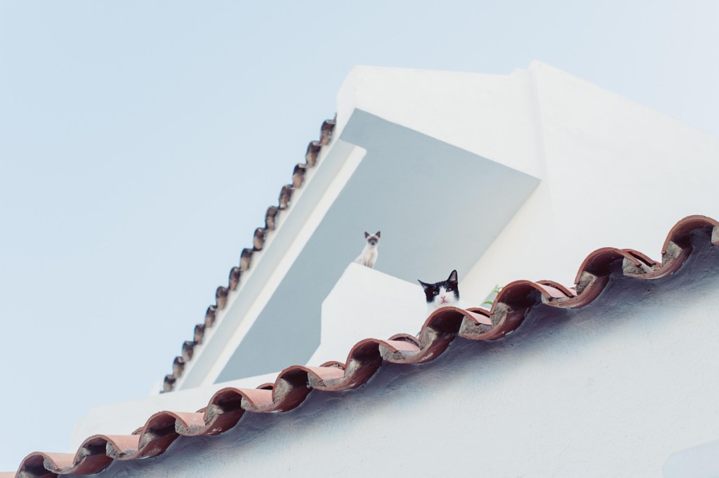 Two cats high on a roof, looking as though they are asking, "How did I get here?" Representing how a victim of a narcissist feels.